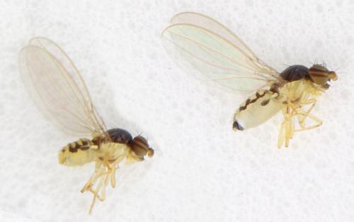 Asteia amoena